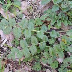 Erodium moschatum at Conder, ACT - 11 Sep 2016 01:33 PM