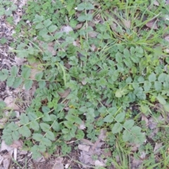 Erodium moschatum at Conder, ACT - 11 Sep 2016 01:33 PM