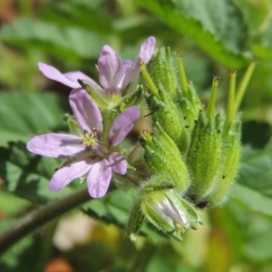 Erodium moschatum at Conder, ACT - 11 Sep 2016 01:33 PM