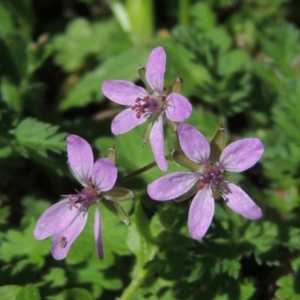 Erodium cicutarium at Conder, ACT - 11 Sep 2016