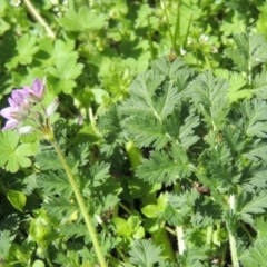 Erodium cicutarium at Conder, ACT - 11 Sep 2016