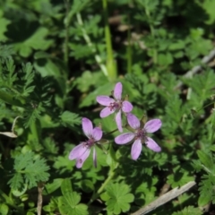 Erodium cicutarium at Conder, ACT - 11 Sep 2016 02:14 PM