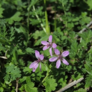 Erodium cicutarium at Conder, ACT - 11 Sep 2016 02:14 PM