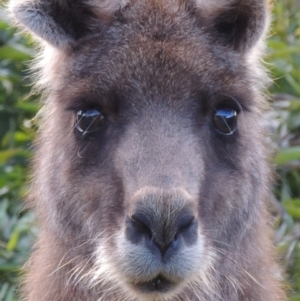 Macropus giganteus at Conder, ACT - 21 Aug 2016