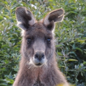 Macropus giganteus at Conder, ACT - 21 Aug 2016