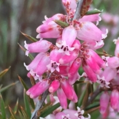 Lissanthe strigosa subsp. subulata (Peach Heath) at Googong, NSW - 13 Sep 2016 by Wandiyali