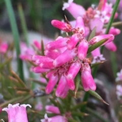 Lissanthe strigosa subsp. subulata at Googong, NSW - 13 Sep 2016