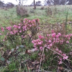 Lissanthe strigosa subsp. subulata at Googong, NSW - 13 Sep 2016