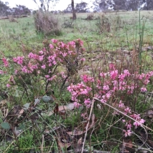 Lissanthe strigosa subsp. subulata at Googong, NSW - 13 Sep 2016