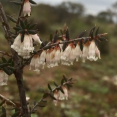 Styphelia fletcheri subsp. brevisepala (Twin Flower Beard-Heath) at Googong, NSW - 13 Sep 2016 by Wandiyali