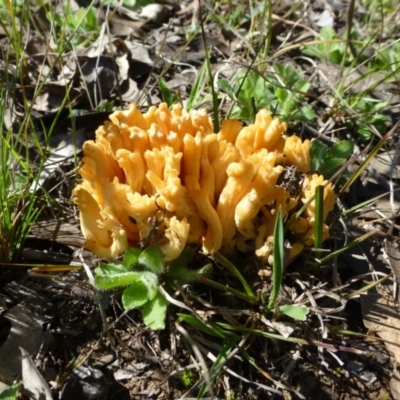 Ramaria sp. (genus) (A Coral fungus) at Canberra Central, ACT - 12 Sep 2016 by RWPurdie