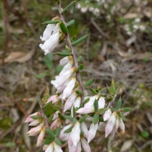 Leucopogon fletcheri subsp. brevisepalus at Acton, ACT - 8 Sep 2016