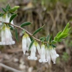 Leucopogon fletcheri subsp. brevisepalus at Acton, ACT - 8 Sep 2016