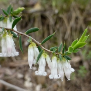 Leucopogon fletcheri subsp. brevisepalus at Acton, ACT - 8 Sep 2016