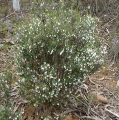 Leucopogon fletcheri subsp. brevisepalus at Acton, ACT - 8 Sep 2016