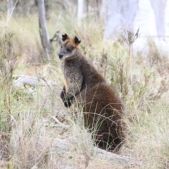 Wallabia bicolor (Swamp Wallaby) at Mount Majura - 13 Sep 2016 by petersan