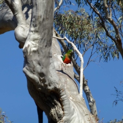 Alisterus scapularis (Australian King-Parrot) at Canberra Central, ACT - 11 Sep 2016 by RWPurdie