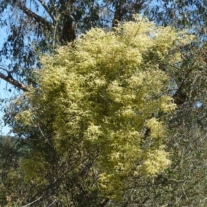 Clematis leptophylla at Canberra Central, ACT - 13 Sep 2016 12:00 AM