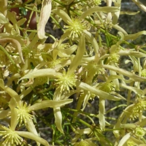 Clematis leptophylla at Canberra Central, ACT - 13 Sep 2016 12:00 AM