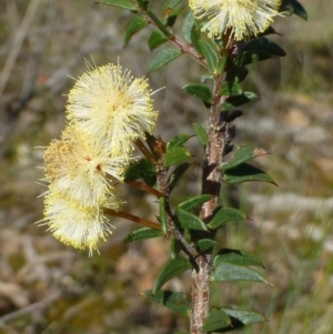 Acacia gunnii at Acton, ACT - 13 Sep 2016 12:00 AM