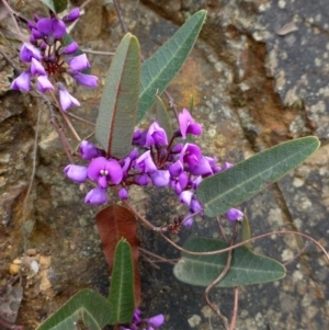 Hardenbergia violacea at Acton, ACT - 8 Sep 2016