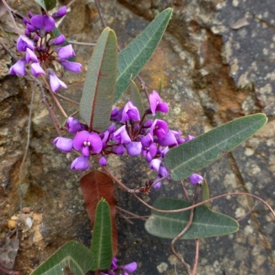 Hardenbergia violacea (False Sarsaparilla) at Acton, ACT - 7 Sep 2016 by RWPurdie