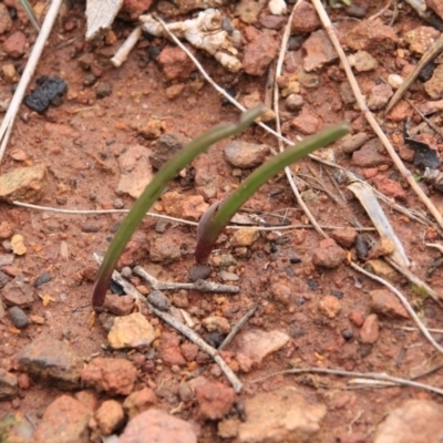 Unidentified at Mount Majura - 13 Sep 2016 by petersan