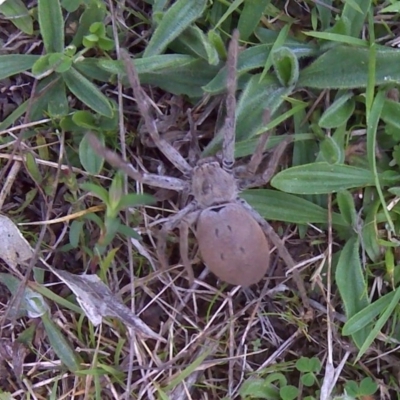 Isopeda sp. (genus) (Huntsman Spider) at Isaacs Ridge - 13 Sep 2016 by Mike