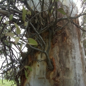 Muellerina eucalyptoides at Isaacs, ACT - 13 Sep 2016 11:08 AM