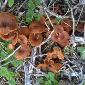 Laccaria sp. at Isaacs Ridge - 13 Sep 2016