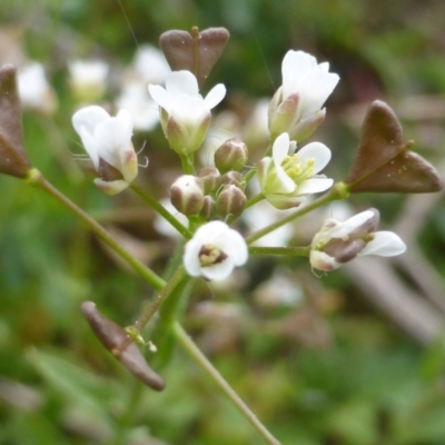 Capsella bursa-pastoris (Shepherd's Purse) at Isaacs Ridge - 13 Sep 2016 by Mike