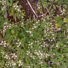 Capsella bursa-pastoris at Isaacs Ridge - 13 Sep 2016