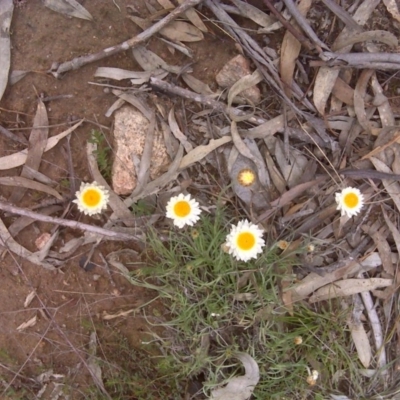 Leucochrysum albicans subsp. tricolor (Hoary Sunray) at Isaacs, ACT - 13 Sep 2016 by Mike