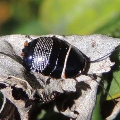 Ellipsidion australe (Austral Ellipsidion cockroach) at Conder, ACT - 11 Sep 2016 by MichaelBedingfield