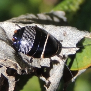 Ellipsidion australe at Conder, ACT - 11 Sep 2016