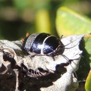 Ellipsidion australe at Conder, ACT - 11 Sep 2016