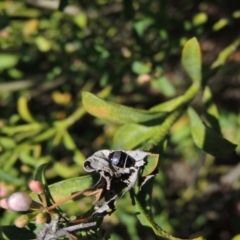 Ellipsidion australe at Conder, ACT - 11 Sep 2016