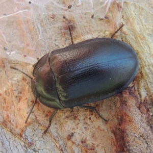 Pterohelaeus striatopunctatus at Conder, ACT - 12 Sep 2016