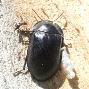 Pterohelaeus striatopunctatus at Conder, ACT - 12 Sep 2016