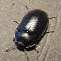 Pterohelaeus striatopunctatus at Conder, ACT - 12 Sep 2016 02:21 PM