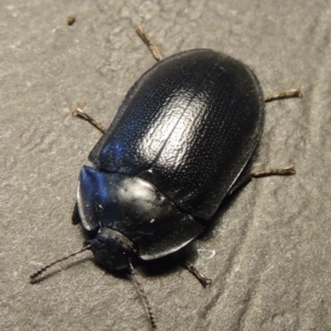 Pterohelaeus striatopunctatus at Conder, ACT - 12 Sep 2016 02:21 PM