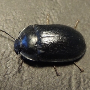 Pterohelaeus striatopunctatus at Conder, ACT - 12 Sep 2016