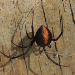 Latrodectus hasselti (Redback Spider) at Conder, ACT - 8 Feb 2016 by michaelb