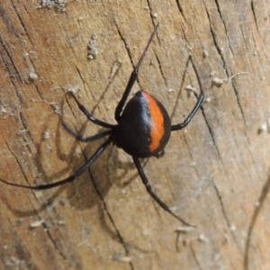 Latrodectus hasselti at Conder, ACT - 8 Feb 2016 05:27 PM