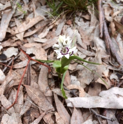 Wurmbea dioica subsp. dioica (Early Nancy) at Fraser, ACT - 13 Sep 2016 by oddlily