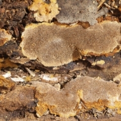 Phellinus sp. (resupinate) at Macquarie, ACT - 3 Aug 2016 by Heino