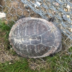 Chelodina longicollis (Eastern Long-necked Turtle) at Mulligans Flat - 13 Sep 2016 by Jen