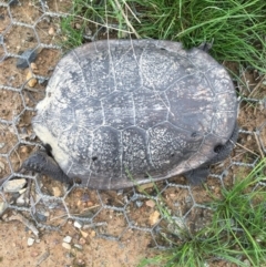 Chelodina longicollis (Eastern Long-necked Turtle) at Mulligans Flat - 13 Sep 2016 by Jen