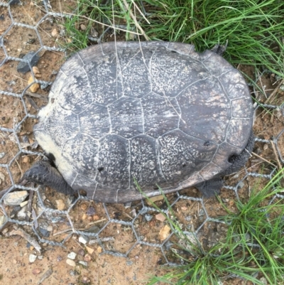 Chelodina longicollis (Eastern Long-necked Turtle) at Gungahlin, ACT - 13 Sep 2016 by Jen