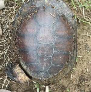 Chelodina longicollis at Gungahlin, ACT - 14 Sep 2016